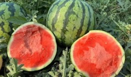 如何免费获得吃瓜,轻松享受美食盛宴