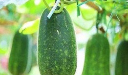 老太婆吃蜜瓜视频大全免费观看,老太婆吃蜜瓜视频大全免费赏鉴