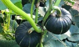 哪个网红连麦吃瓜最多啊,揭秘连麦吃瓜最多的网红