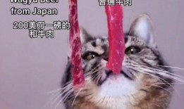 娱乐吃瓜酱小猫睡在哪里,揭秘萌宠的温馨睡眠角落