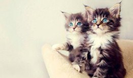 娱乐吃瓜酱小猫睡在哪里,揭秘萌宠的温馨睡眠角落