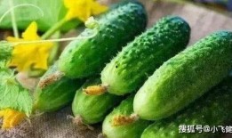 老太婆吃蜜瓜视频大全免费观看,老太婆吃蜜瓜视频大全免费赏鉴