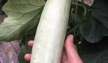 网红吃的绿色的瓜是什么瓜,揭秘绿色瓜的独特魅力