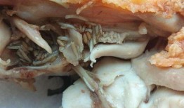 爆料炸鸡有虫视频大全图片