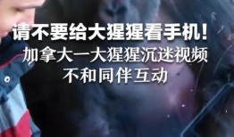 猴哥亲戚爆料视频播放,揭秘猴哥家族背后的惊人秘密