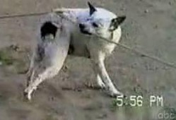 聪明到家的狗狗爆料视频,揭秘聪明到家的狗狗爆料视频