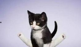 娱乐吃瓜酱小猫睡在哪里,揭秘萌宠的温馨睡眠角落